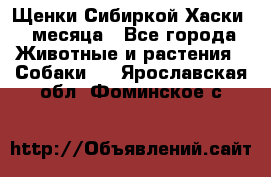 Щенки Сибиркой Хаски 2 месяца - Все города Животные и растения » Собаки   . Ярославская обл.,Фоминское с.